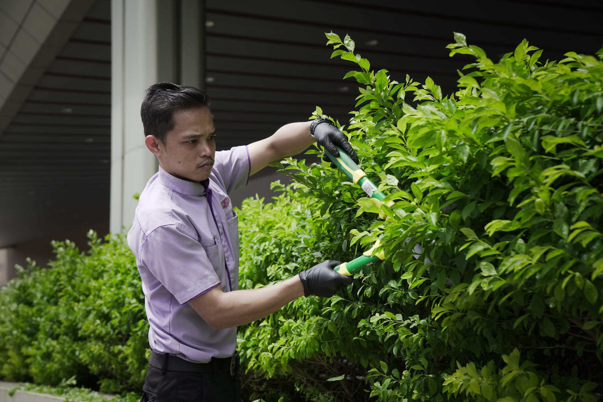 Landscape pruning